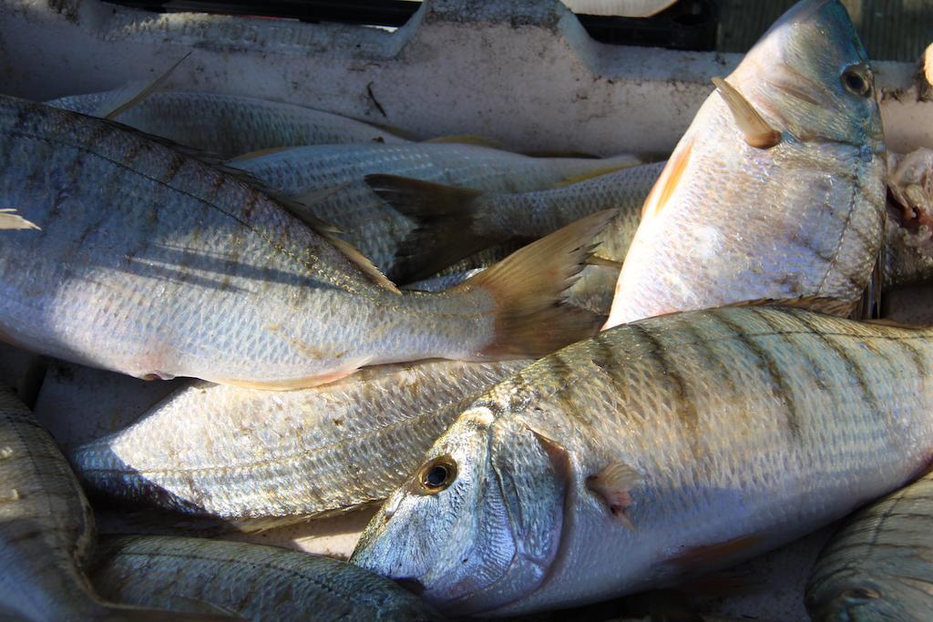 Il Pescatore * Marinella di Selinunte